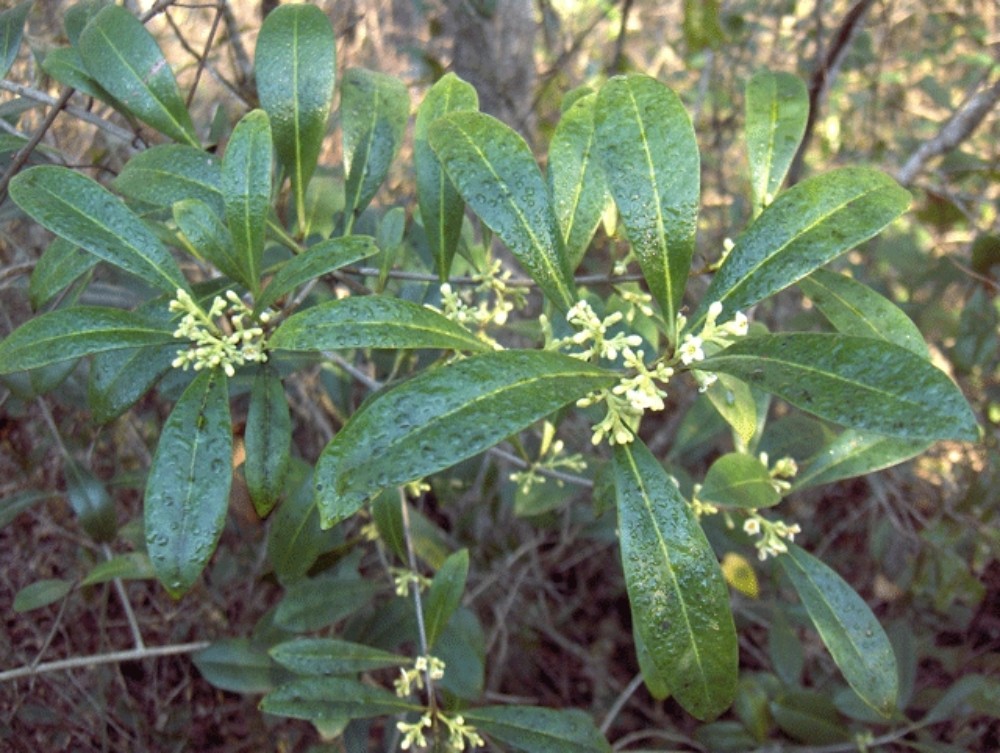 wild_olive